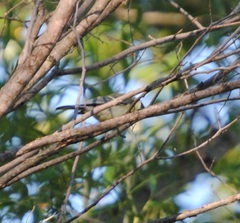 Parus major