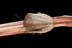 Chalcopis glandulosa