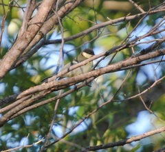 Parus major
