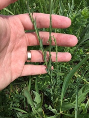 Linum narbonense