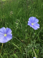 Linum narbonense