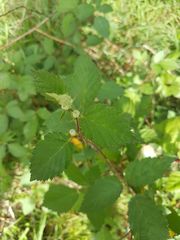 Rubus philadelphicus