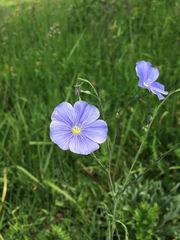 Linum narbonense