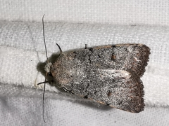 Caradrina aspersa
