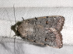 Caradrina aspersa