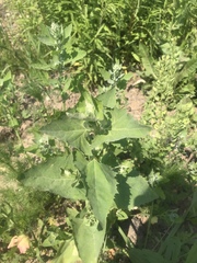 Atriplex sagittata