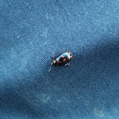 Chrysomela lapponica