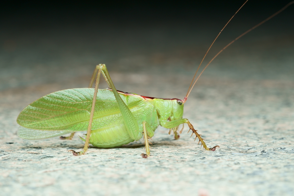 Hexacentrus