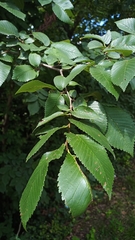 Ulmus