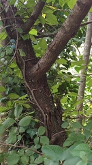 Ulmus