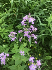 Hesperis matronalis