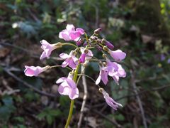 Cardamine quinquefolia