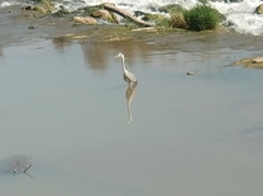 Ardea cinerea