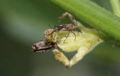 Cysteochila delineata