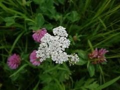 Achillea millefolium