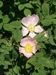 Rosa