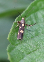 Eretmocera