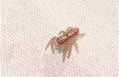 Cytaea alburna