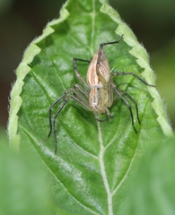 Oxyopes hindostanicus