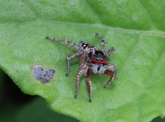 Stenaelurillus lesserti