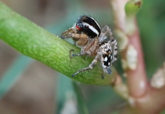 Stenaelurillus lesserti