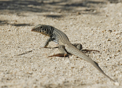 Aspidoscelis tigris tigris