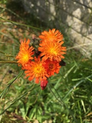 Pilosella aurantiaca