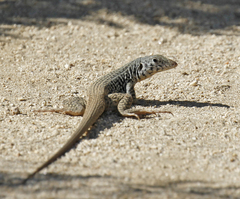 Aspidoscelis tigris tigris