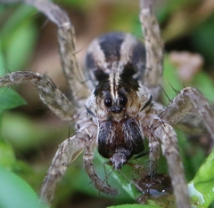 Lycosa bistriata