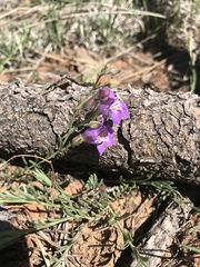 Penstemon linarioides