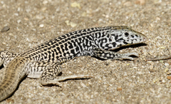Aspidoscelis tigris tigris