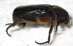 Coenochilus