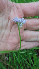 Allium angulosum