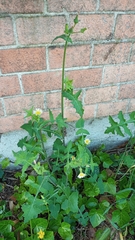 Sonchus oleraceus