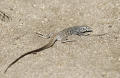 Aspidoscelis tigris tigris