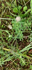Trifolium arvense