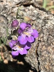 Penstemon linarioides