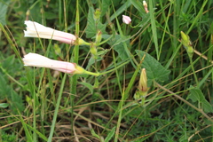 Convolvulus betonicifolius