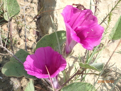 Ipomoea crassipes