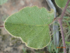 Ipomoea crassipes