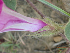 Ipomoea crassipes