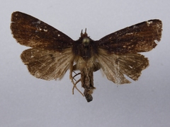 Austramathes purpurea