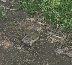 Turdus pilaris