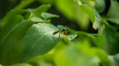 Dioctria hyalipennis