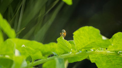 Dioctria hyalipennis