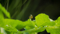 Dioctria hyalipennis