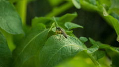 Dioctria hyalipennis