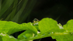 Dioctria hyalipennis