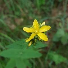 Hypericum montanum
