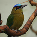 Blue-crowned Motmot - Photo (c) Luciano Giussani, some rights reserved (CC BY-NC-SA)